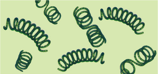 Spirulina_2_.jpg